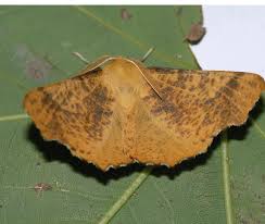 Attēlu rezultāti vaicājumam “Ennomos autumnaria”