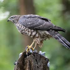 Attēlu rezultāti vaicājumam “Accipiter gentilis”