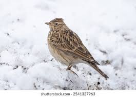 Attēlu rezultāti vaicājumam “Alauda arvensis adult”