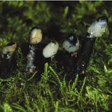 Attēlu rezultāti vaicājumam “Lycogala confusum young”