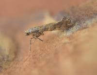 Attēlu rezultāti vaicājumam “Gracillaria syringella”