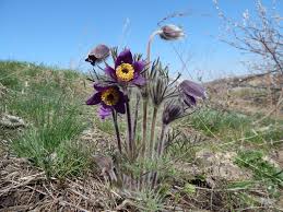 Attēlu rezultāti vaicājumam “Pulsatilla pratensis”