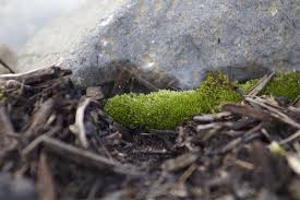 Attēlu rezultāti vaicājumam “Acrocarpous mosses”