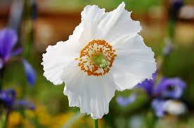 Image result for Meconopsis betonicifolia alba
