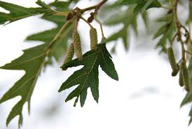 Attēlu rezultāti vaicājumam “Alnus glutinosa”