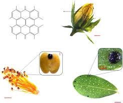 Attēlu rezultāti vaicājumam “Hypericum perforatum bud”