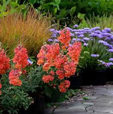 Image result for Antirrhinum majus