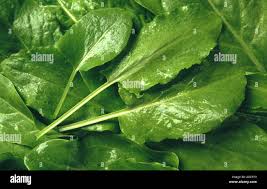 Image result for Sauerampfer