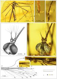 Attēlu rezultāti vaicājumam “Limoniidae”