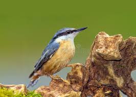 Attēlu rezultāti vaicājumam “Sitta europaea male”