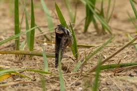 Attēlu rezultāti vaicājumam “Cossus cossus imago”