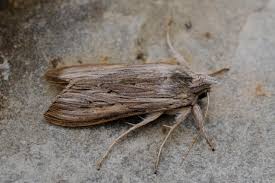 Attēlu rezultāti vaicājumam “Cucullia umbratica”