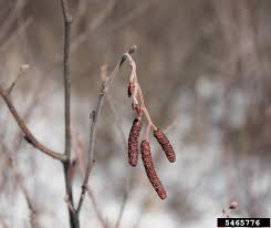 Attēlu rezultāti vaicājumam “Alnus incana bud”