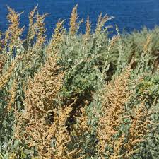 Attēlu rezultāti vaicājumam “Atriplex littoralis fruit”
