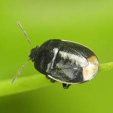 Attēlu rezultāti vaicājumam “Cydnidae”