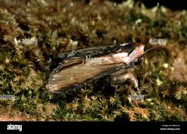 Attēlu rezultāti vaicājumam “Shargacucullia scrophulariae”