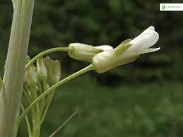 Attēlu rezultāti vaicājumam “Arabis glabra flower”