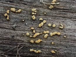 Attēlu rezultāti vaicājumam “Badhamia nitens”