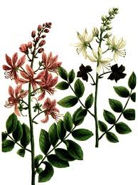 Image result for Diptam