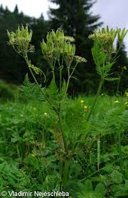 Image result for Myrrhis odorata