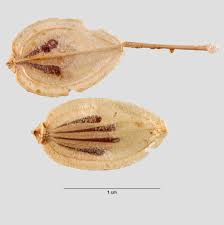 Attēlu rezultāti vaicājumam “Heracleum sosnowskyi fruit”