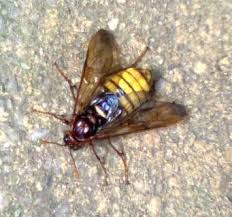 Attēlu rezultāti vaicājumam “Cimbex luteus”