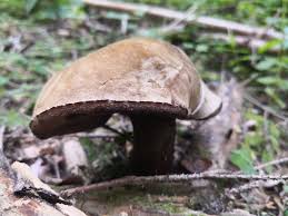 Attēlu rezultāti vaicājumam “Porphyrellus porphyrosporus”