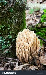 Attēlu rezultāti vaicājumam “Clavaria fumosa”