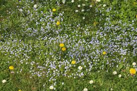Attēlu rezultāti vaicājumam “Veronica filiformis flower”