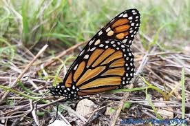 Attēlu rezultāti vaicājumam “Nymphalidae”