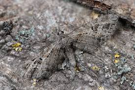 Attēlu rezultāti vaicājumam “Eupithecia exiguata”