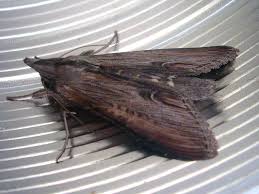 Attēlu rezultāti vaicājumam “Cucullia lucifuga”