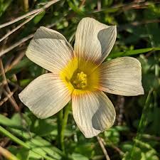 Attēlu rezultāti vaicājumam “Oxalidaceae”