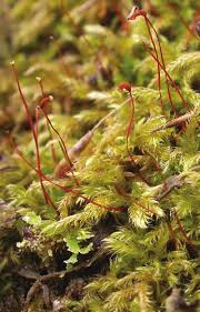 Attēlu rezultāti vaicājumam “Brachytheciastrum velutinum”