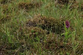 Attēlu rezultāti vaicājumam “Eleocharis uniglumis flower”