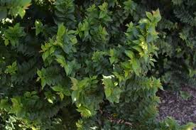 Attēlu rezultāti vaicājumam “Ulmus x hollandica leaf”