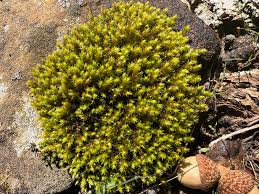 Attēlu rezultāti vaicājumam “Hedwigia ciliata sporophyte”