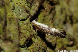 Attēlu rezultāti vaicājumam “Argyresthia spinosella”