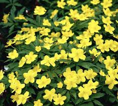 Attēlu rezultāti vaicājumam “Anemone ranunculoides”