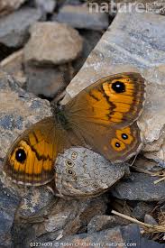 Attēlu rezultāti vaicājumam “Lasiommata maera”