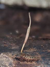 Attēlu rezultāti vaicājumam “Cordyceps stylophora”