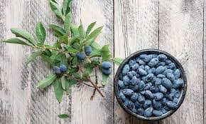 Attēlu rezultāti vaicājumam “Lonicera caerulea var. pallasii fruit”