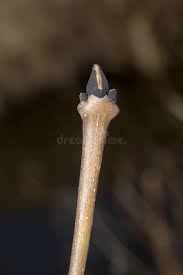 Attēlu rezultāti vaicājumam “Fraxinus excelsior bud”