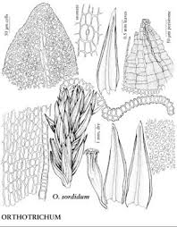 Attēlu rezultāti vaicājumam “Orthotrichum speciosum sporophyte”