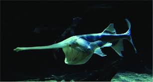 Image result for Polyodon spathula