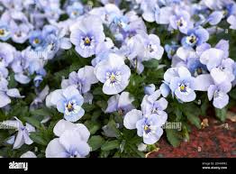 Attēlu rezultāti vaicājumam “Viola x williamsii flower”