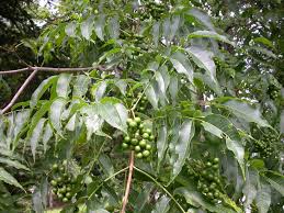 Attēlu rezultāti vaicājumam “Phellodendron amurense fruit”