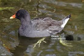 Attēlu rezultāti vaicājumam “Gallinula chloropus”