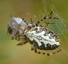 Attēlu rezultāti vaicājumam “Aculepeira ceropegia”