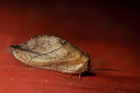 Attēlu rezultāti vaicājumam “Drepanepteryx phalaenoides”